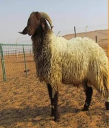 قصاب تحت الطلب ذبح وتوصل