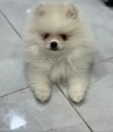 2 Months Old Pomeranian