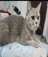 قطه بريتش شورت هير للتبني تطلب الزواج