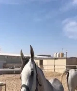 حصان مصري بدون اوراق50531154