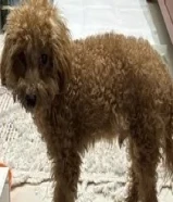 بودل بني للبيع