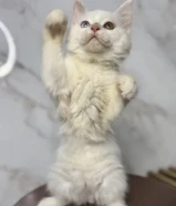 للتبني قطط