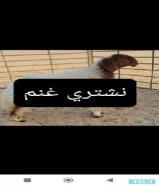 نشتري غنم ومعزا والدفع كاش