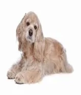 بيور كوكر سبانيل - male