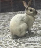 أرنب بري عمره 6شهور