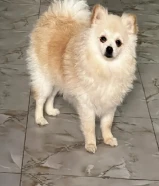 انثي معاها كل التطعيمات مع وجود دفتر التطعيمات