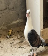 حمام زينه جمله طيبات نصهم منتجين مشكل ( المكان العبدلي ) لايجي الا الصامل