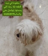 A dog is Lost missing from the Kabd area