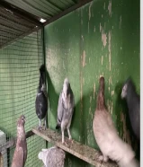 للبيع حمام حب الرمان 6 أزواج والصامل ما أقصر معاه