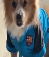 كلب ذكر للبيع