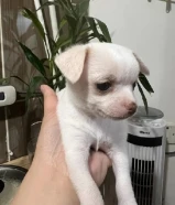Chihuahua 3 months