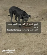 للبيع كلبه نثيه كن كورسو