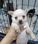 hihuahua