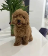 للبيع بودل نثيه عمرها 3 شهور ونص متعلمه توصخ على الباد ومطعمه ومعاها دفتر التطعيمات السعر 300