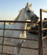 للبيع احصان بلدي