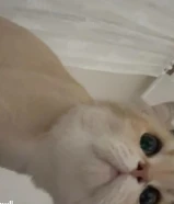 قط بريتش شورت هير جولدن شيدد عمره 3-4 سنين تقريبا