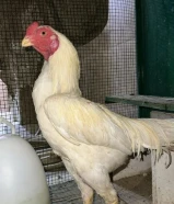 للبيع فايتر