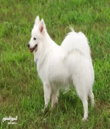 Japanese Spitz for sale.