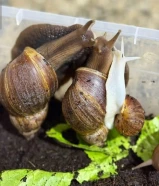 حلزونات للبيع