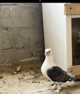 حمام زينه جمله طيبات نصهم منتجين مشكل ( المكان العبدلي ) لايجي الا الصامل