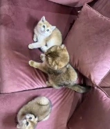 بيع قطة ام سكوتش فولد مع اولادها ومع اغراضهم