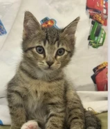 قطط للتبني برتش نثية عمرها سنة عاللتربوكس والصغير ذكر العمر ثلاث شهور نظاف ومتعلمين عاللتر بوكس