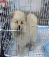 كلب للبيع نوعه بوبمرينا تي كب