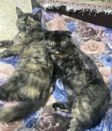 لتبني قطط سكوتش فولد مكس برتش العمر 3 شهور