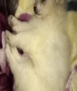 رMale puppy 2 month