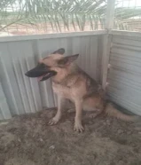 بوليسي بدون مقابل