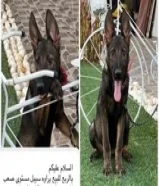 للبيع نثيتين يراوي سيبل66650536