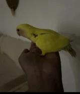 للبيع طير لوفبيرد اصفر ربوه