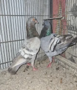 3 أزواج مدنيز