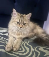 2 Persian tabby kittens 5months old