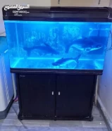 3 big shark fish with fish tank for sale -50kd