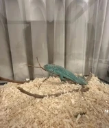 اقوانة ربوة لون نادر