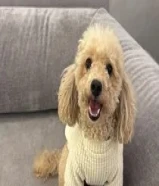 بودل ثنيه العمر سنتين