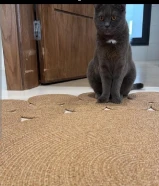 للتبني سكوتش فولد