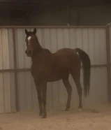 فرس عربيه صقلاويه مع مهرتها بلديه بنت ريان الجزيره فاخره