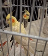 عصافير للبيع