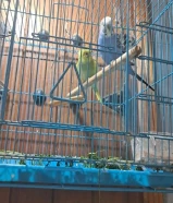 عصفير الحب للبيع