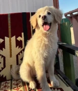 للبيع كلبة قولدن ريتريفر ميكس سبيتز