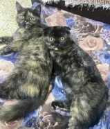 لتبني قطط سكوتش فولد مكس برتش العمر 3 شهور