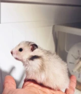 هامستر سوري للبيع