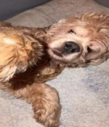 كلب كوكر سبانيل للبيع اموره طيبه