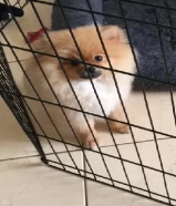 كلب بومارينيان pomeranian dog