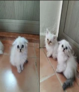 للبيع قطط ميكس