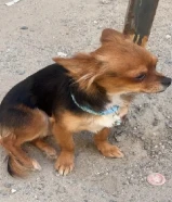 اي استفسار الرجاء التوصل