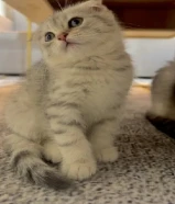 للبيع كتن سكوتش فولد ذكر