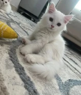 Persian Couple Kittens of Good Quality